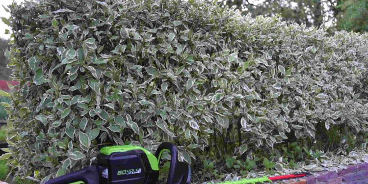 аккумуляторный кусторез Greenworks GD60HT