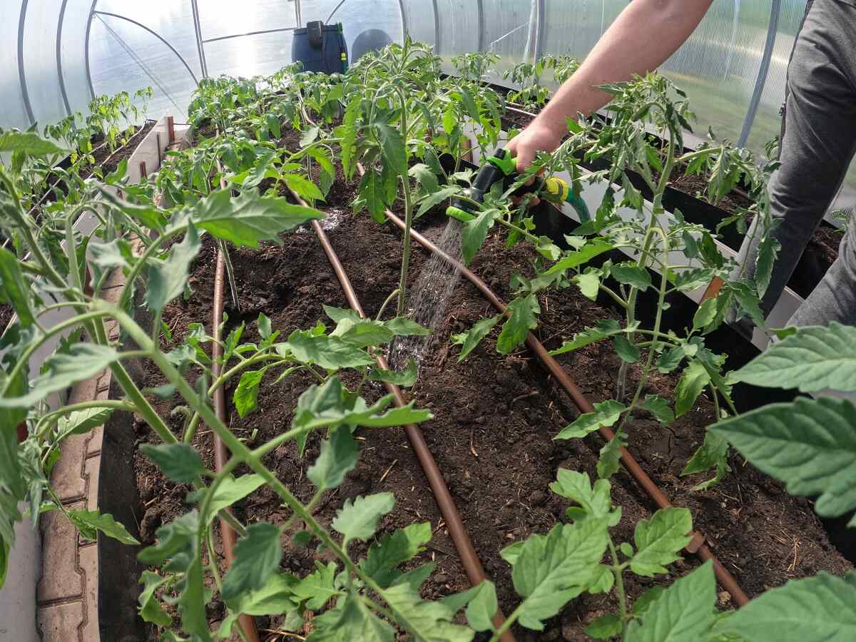 прикорневой полив корней помидор в теплице